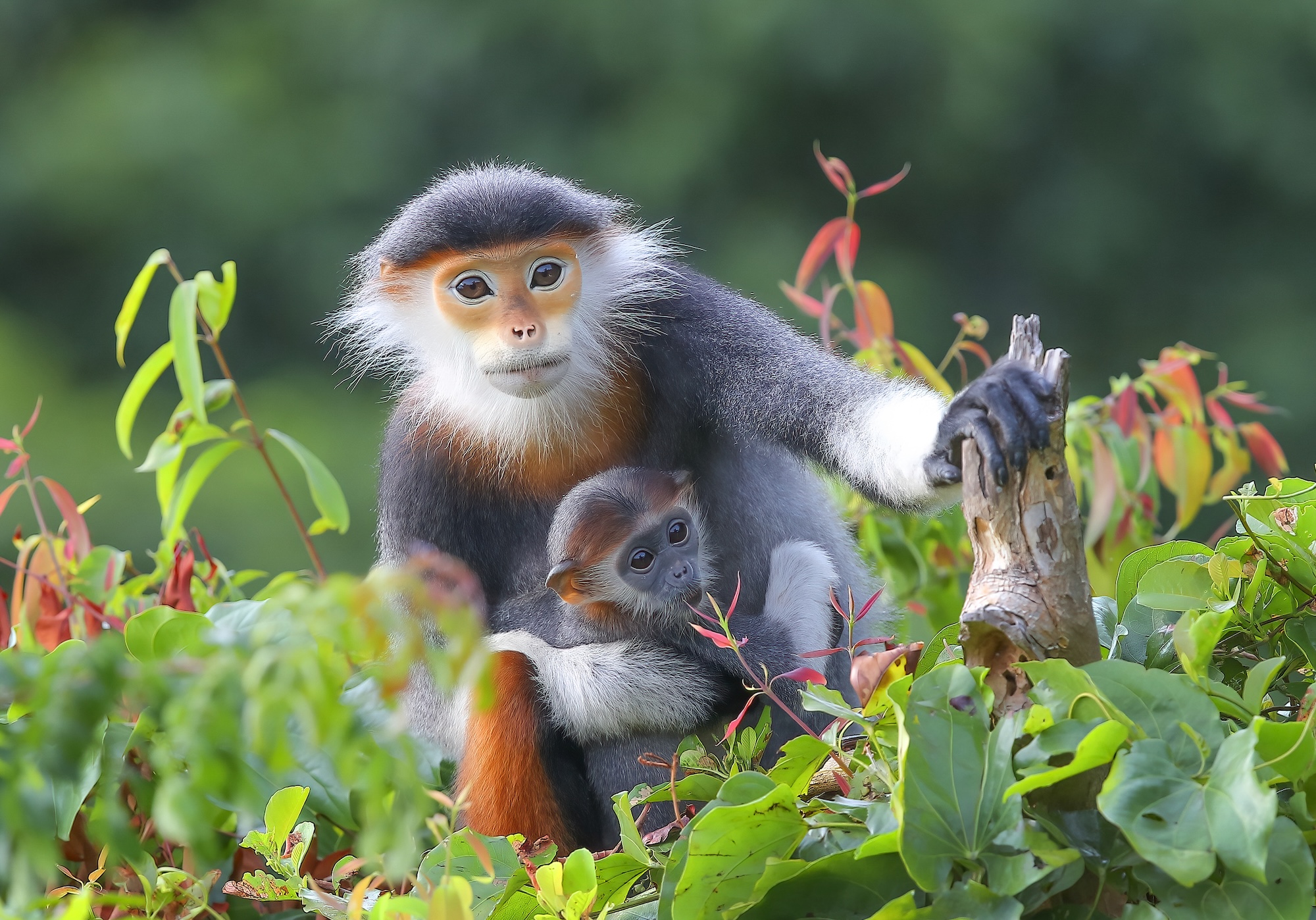 Red-shanked douc langurs