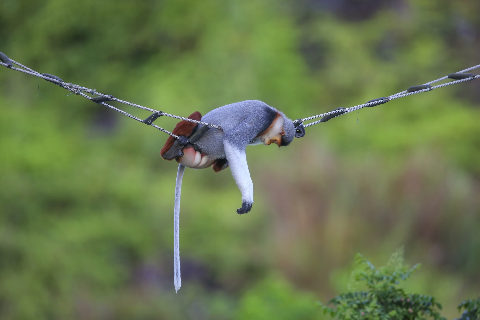 Douc langur in the forest